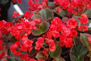 Begonia semperflorens 'Doublet Series' Wax Begonia from Kansas Roots