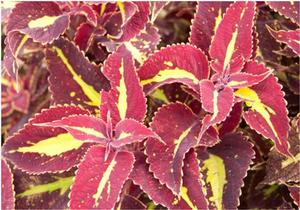 Solenostemon scutellarioides 'Saturn' Coleus from Kansas Roots