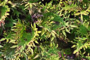 Solenostemon scutellarioides 'Under the Sea® Sea Anemone' Coleus from Kansas Roots