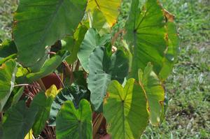Colocasia esculenta 'Pink China' Elephant Ear from Kansas Roots
