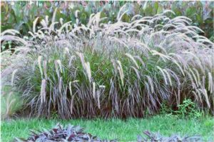 Pennisetum setaceum 'Rubrum' Purple Fountain Grass from Kansas Roots