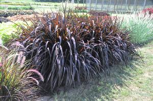 Pennisetum purpureum 'Vertigo®' Purple Fountain Grass from Kansas Roots