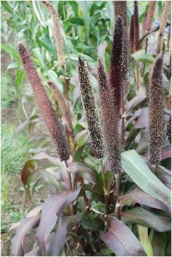 Pennisetum glaucom 'Jester' Ornamental Millet from Kansas Roots