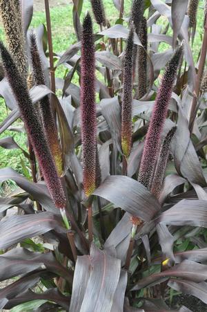 Pennisetum glaucom 'Purple Baron' Ornamental Millet from Kansas Roots
