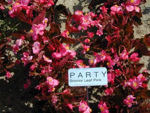 Begonia semperflorens 'Party Pink Bronze Leaf' Wax Begonia from Kansas Roots