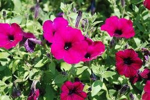 Petunia x hybrida 'Cascadias Grape Punch' Petunia from Kansas Roots