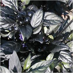 Capsicum annuum 'Black Pearl' Ornamental Pepper from Kansas Roots