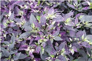 Capsicum annuum 'Purple Flash' Ornamental Pepper from Kansas Roots