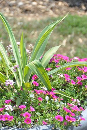 Calibrachoa 'Million Bells® Trailing Magenta' Million Bells from Kansas Roots