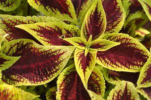 Solenostemon scutellarioides 'Crimson Gold' Coleus from Kansas Roots