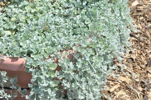 Dichondra argentea 'Silver Falls' Dichondra from Kansas Roots