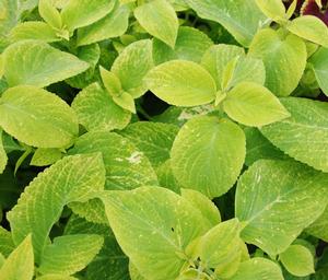 Solenostemon scutellarioides 'Wizard® Golden' Coleus from Kansas Roots