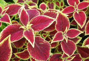 Solenostemon scutellarioides 'Wizard® Scarlet' Coleus from Kansas Roots