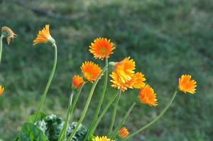 Gerbera hybrid 'Garoran' Garvinea™ Orangina Daisy from Kansas Roots