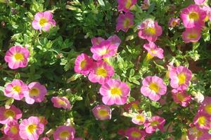Calibrachoa 'Superbells® Sweet Tart' Million Bells from Kansas Roots