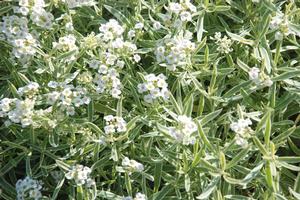 Lobularia 'Frosty Knight®' Alyssum from Kansas Roots