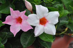Mandevilla x 'SunParasol® Cream Pink' Mandevilla from Kansas Roots