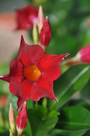 Mandevilla x 'SunParasol® Crimson' Mandevilla from Kansas Roots