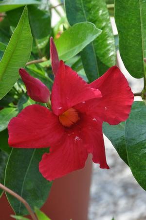 Mandevilla x 'SunParasol® Giant Crimson' Mandevilla from Kansas Roots