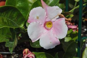 Mandevilla x 'SunParasol® Giant Pink' Mandevilla from Kansas Roots