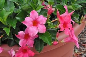 Mandevilla x 'SunParasol® Pink' Mandevilla from Kansas Roots