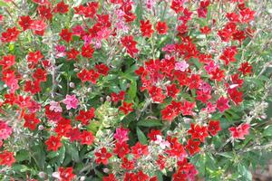 Otomeria 'O'premiera™ Ruby' from Kansas Roots