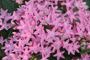 Pentas lanceolata 'Kaleidoscope Pink' Egyptian Star Flower from Kansas Roots