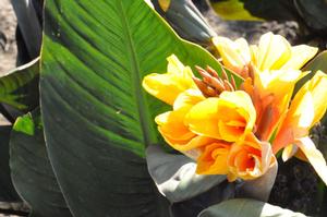Canna 'Chocolate Sunrise' Canna from Kansas Roots