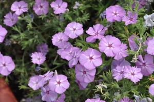Phlox hybrid 'Intensia® Lavender Glow' Phlox from Kansas Roots
