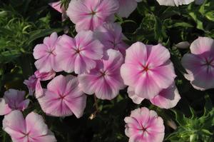 Phlox hybrid 'Intensia® Pink' Phlox from Kansas Roots