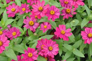 Zinnia marylandica 'UpTown™ Grape' Zinnia from Kansas Roots