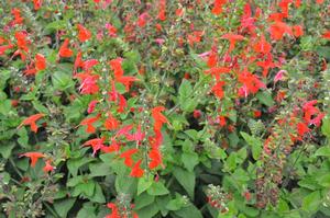 Salvia coccinea 'Summer Jewel Red' Salvia from Kansas Roots