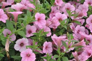 Petunia x hybrida 'Supertunia® Flamingo™' Petunia from Kansas Roots
