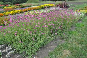 Gomphrena globosa 'Fireworks' Globe Amaranth from Kansas Roots