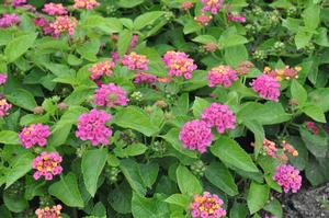Lantana camara 'Little Lucky Hot Pink' Lantana from Kansas Roots