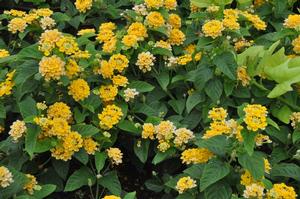 Lantana camara 'Little Lucky Pot of Gold' Lantana from Kansas Roots