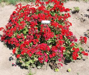 Pelargonium x hortorum 'Americana™ Series' Zonal Geranium from Kansas Roots