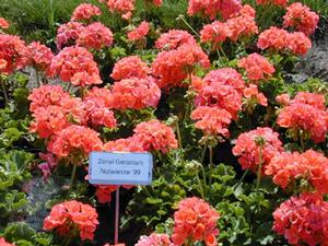 Pelargonium x hortorum 'Classic Dark Salmon' Zonal Geranium from Kansas Roots