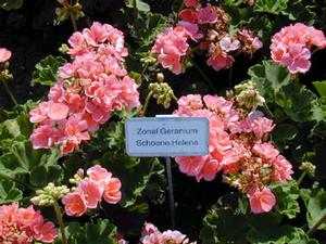 Pelargonium x hortorum 'Classic Salmon' Zonal Geranium from Kansas Roots