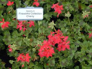 Pelargonium x hortorum 'Fireworks Cherry' Zonal Geranium from Kansas Roots
