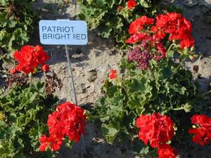 Pelargonium x hortorum 'Patriot Bright Red' Zonal Geranium from Kansas Roots