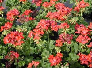 Pelargonium x hortorum 'Patriot Watermelon' Zonal Geranium from Kansas Roots