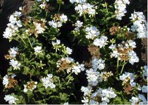 Pelargonium x hortorum 'Patriot White' Zonal Geranium from Kansas Roots