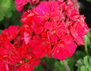 Pelargonium x hortorum 'Rocky Mountain™ series' Zonal Geranium from Kansas Roots