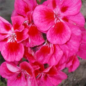 Pelargonium x hortorum 'Tango Rose Splash' Zonal Geranium from Kansas Roots
