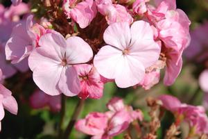 Pelargonium x hortorum 'BullsEye Light Pink' Zonal Geranium from Kansas Roots