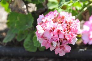 Pelargonium x hortorum 'Maverick Star' Zonal Geranium from Kansas Roots