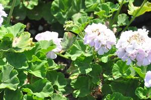 Pelargonium x hortorum 'Ringo® 2000 Lavender' Zonal Geranium from Kansas Roots