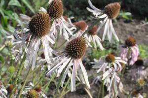 Echinacea pallida Coneflower from Kansas Roots