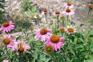 Echinacea purpurea 'Bravado' Coneflower from Kansas Roots